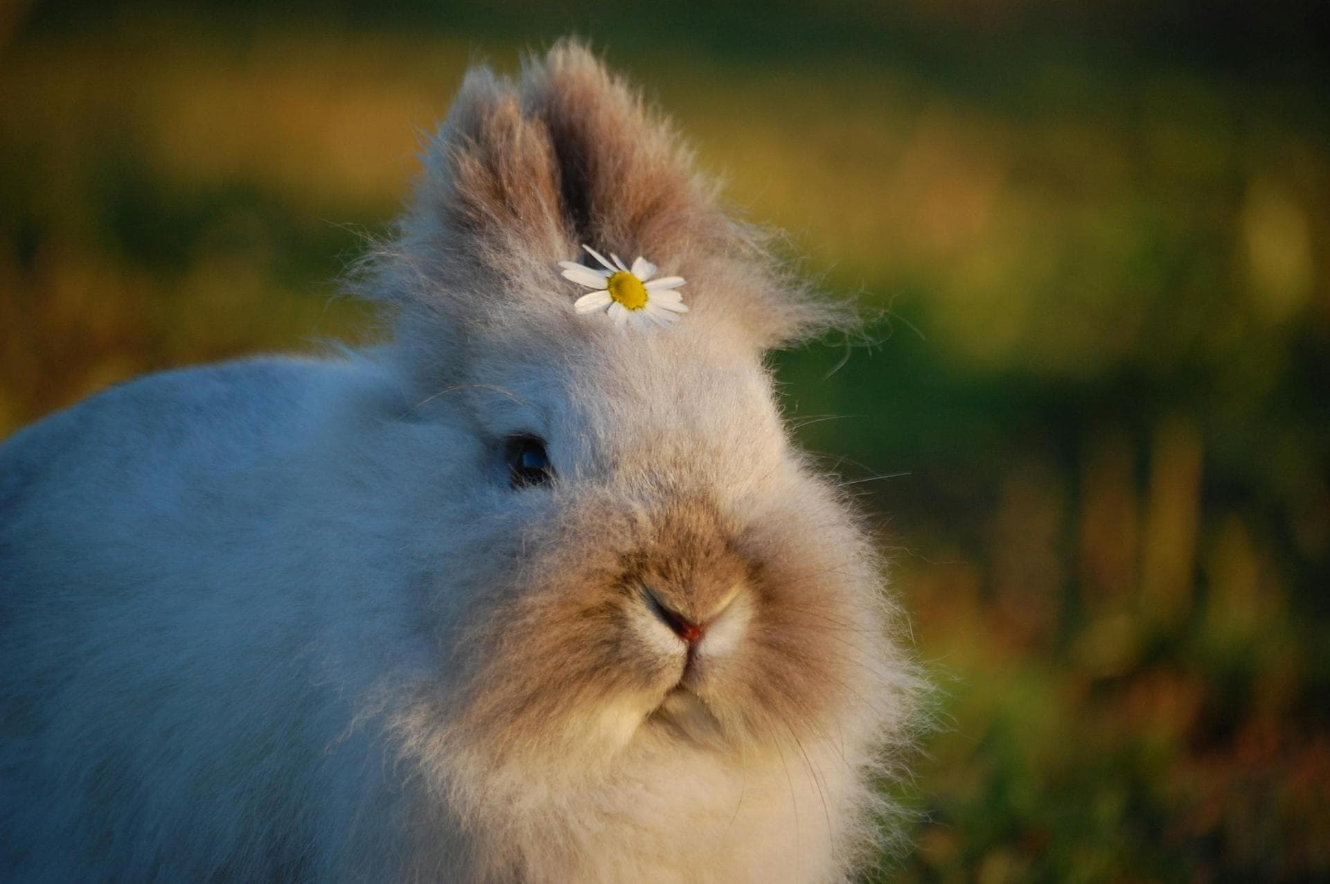 Specialist Vets in Hammersmith